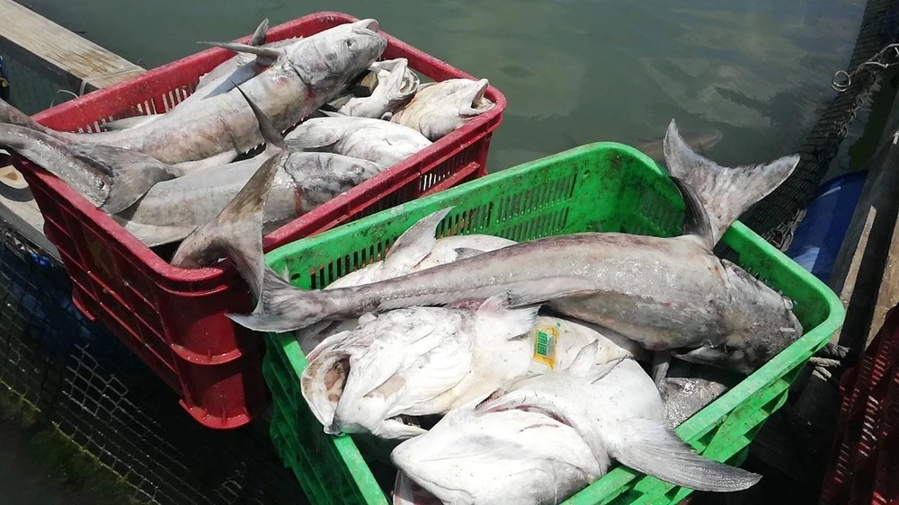 Cá biển nuôi trên khu vực Sông Rạng bị chết hàng loạt . (Ảnh: Hoàng Nhị/TTXVN)