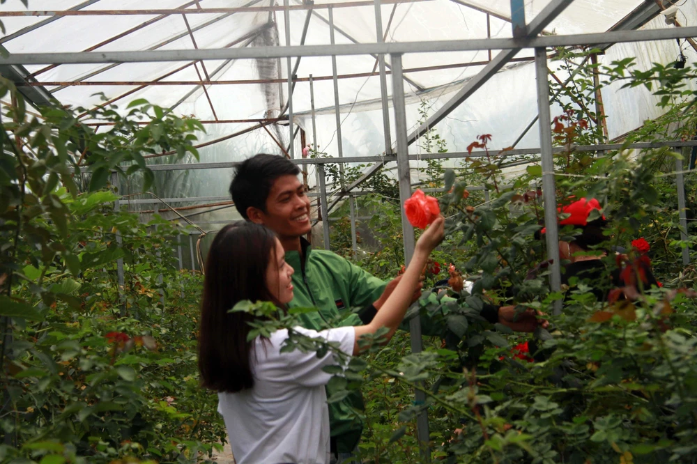 Du khách đến thăm trang trại hoa hồng tại Đà Lạt. (Ảnh: Đặng Tuấn/TTXVN)