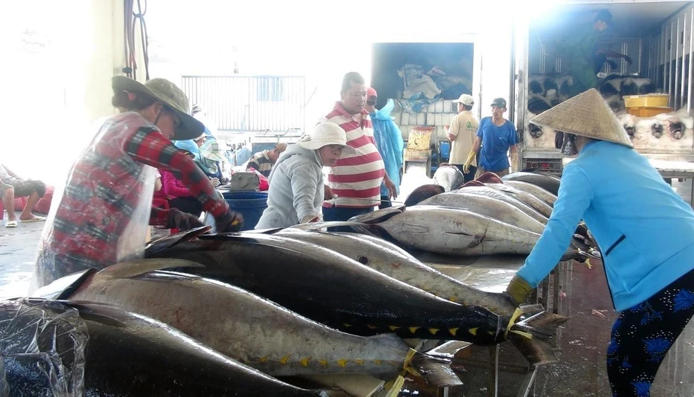 Cá ngừ là mặt hàng chiến lược xuất khẩu sang thị trường EU. (Ảnh: TTXVN)