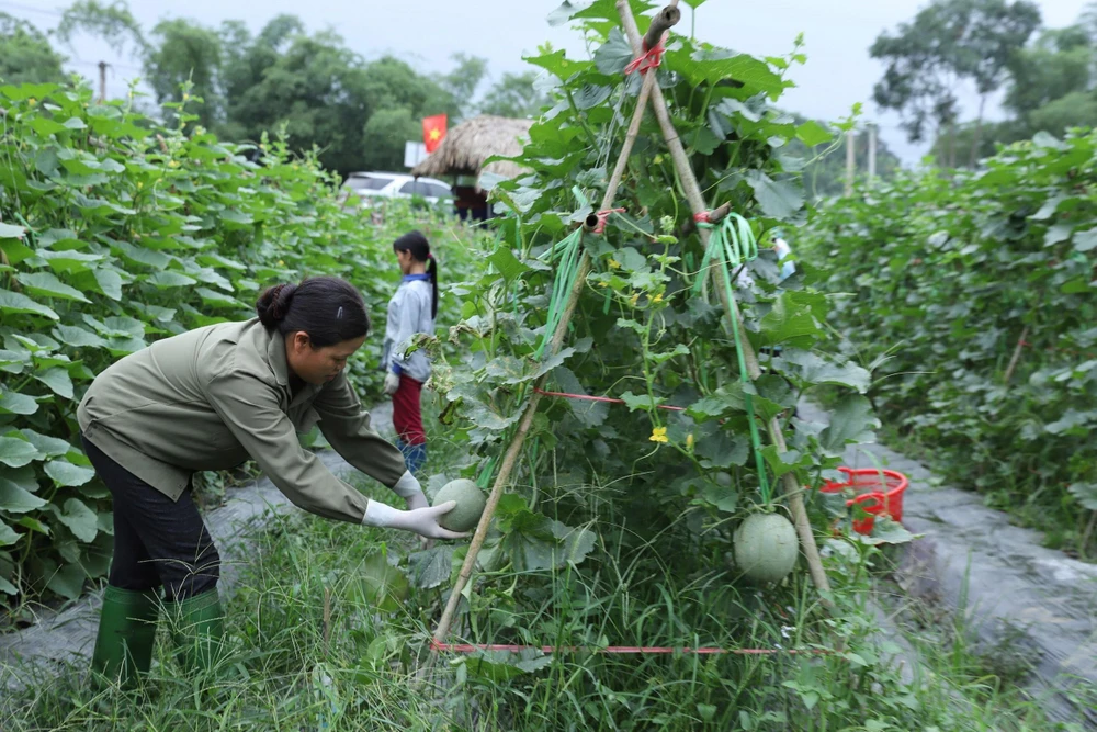Mô hình hợp tác sản xuất dưa lưới giống Nhật Bản tại xã Kim Phượng, huyện Định Hóa. (Ảnh minh họa: Hoàng Nguyên/TTXVN)