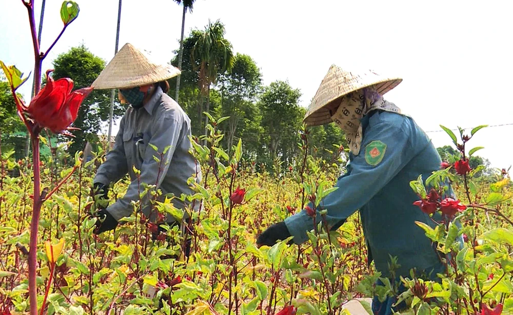 Bà con nông dân ở xã Phong An, huyện Phong Điền thu hoạch hoa atiso đỏ. (Ảnh minh họa: Hồ Cầu/TTXVN)