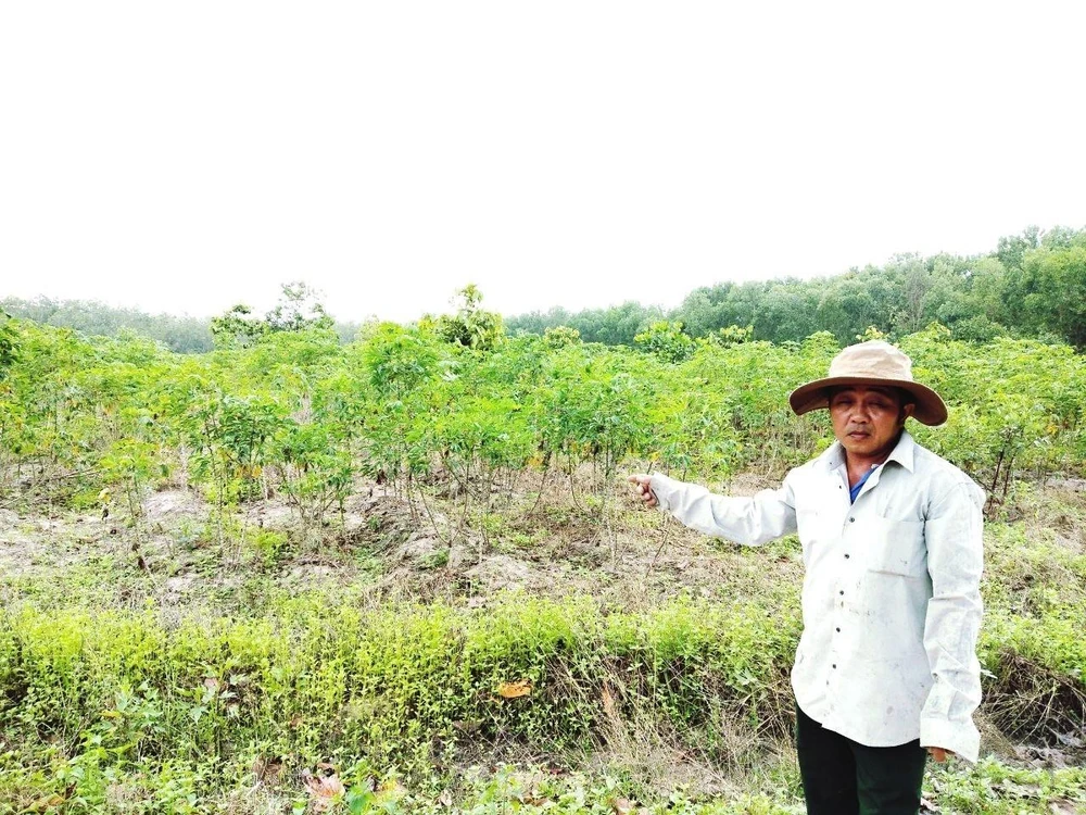 Gần 6ha rừng trồng tại tiểu khu 14, Khu rừng Văn hóa-Lịch sử Chàng riệc, huyện Tân Biên, Tây Ninh bị chặt phá trái pháp luật để trồng sắn. (Ảnh: Lê Đức Hoảnh/TTXVN)