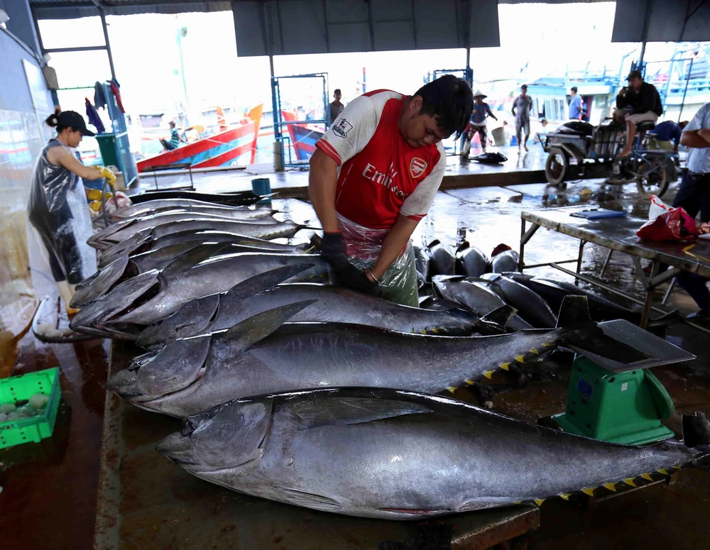 Ngư dân vận chuyển cá ngừ đại dương khai thác được cung cấp cho Công ty TNHH Hải Hà, cảng cá Tam Quan Bắc, huyện Hoài Nhơn. (Ảnh: Vũ Sinh/TTXVN)