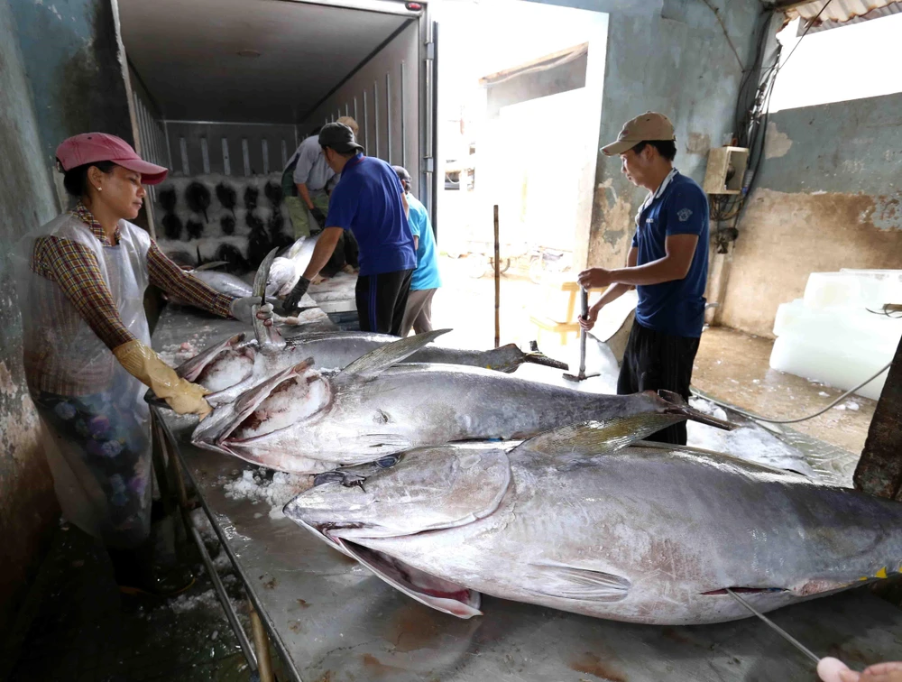 Thu mua, sơ chế cá ngừ đại dương tại Công ty TNHH Hải Hà, cảng cá Tam Quan Bắc, huyện Hoài Nhơn. (Ảnh: Vũ Sinh/TTXVN)