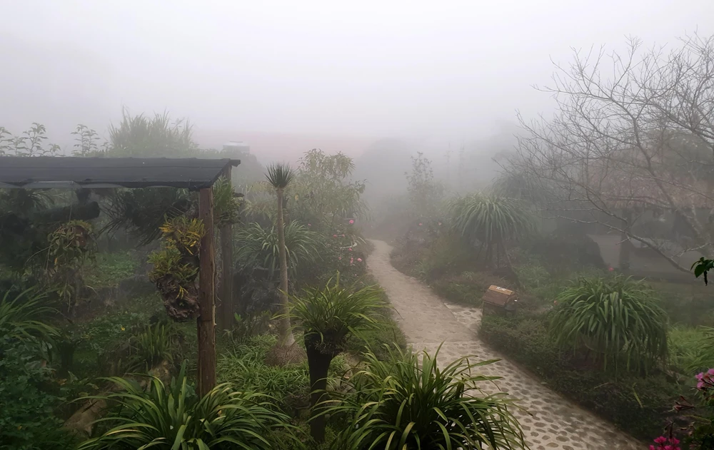 Sương mù dày đặc ảnh hưởng hoa màu và cây trồng tại thị trấn Sa Pa. (Ảnh: Quốc Khánh/TTXVN)