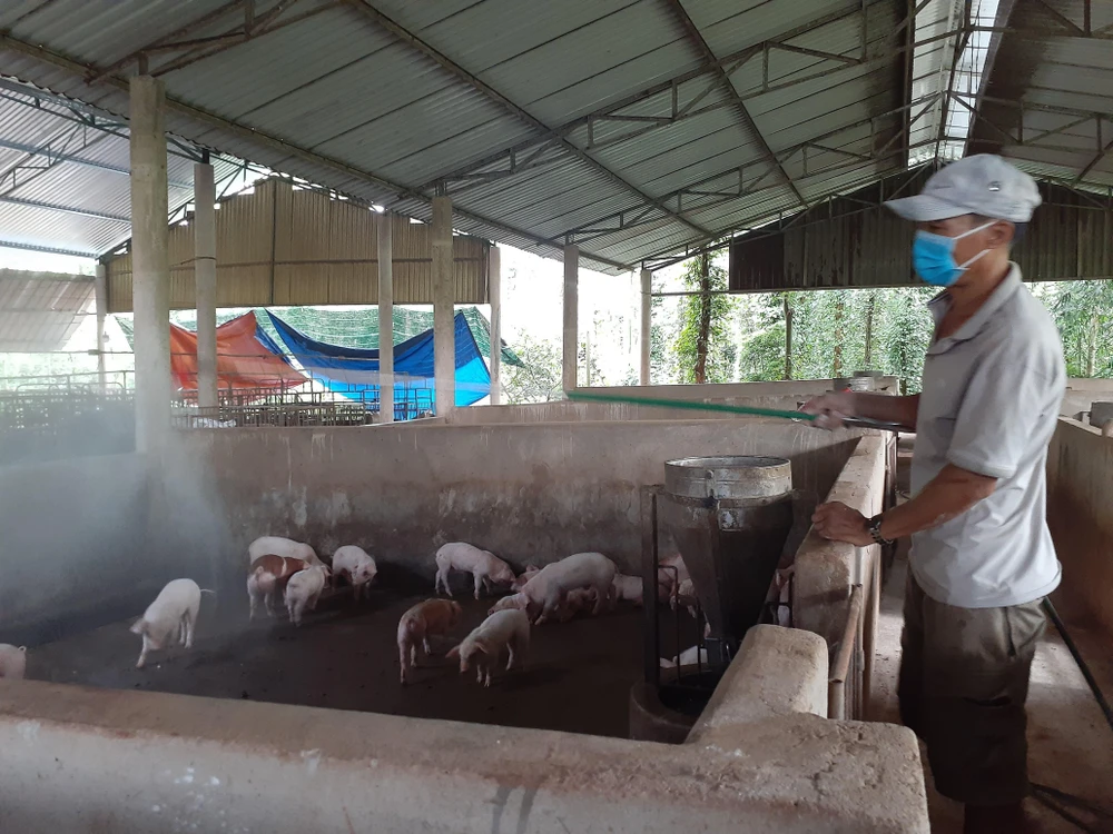 Phun hóa chất phòng, chống dịch tả lợn châu Phi tại trang trại chăn nuôi lợn của gia đình ông Phạm Minh Hiền, xã Xà Bang, huyện Châu Đức, Bà Rịa-Vũng Tàu. (Ảnh: Hoàng Nhị/TTXVN)