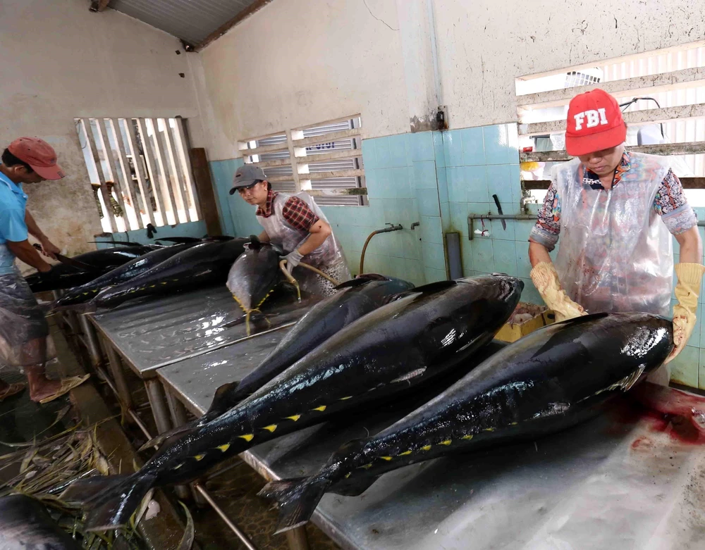 Cá ngừ đại dương được đánh bắt, đưa vào sơ chế tại Công ty TNHH Hải Hà, cảng cá Tam Quan Bắc, huyện Hoài Nhơn, tỉnh Bình Định đều đảm bảo các quy định về truy xuất nguồn gốc. (Ảnh: TTXVN)