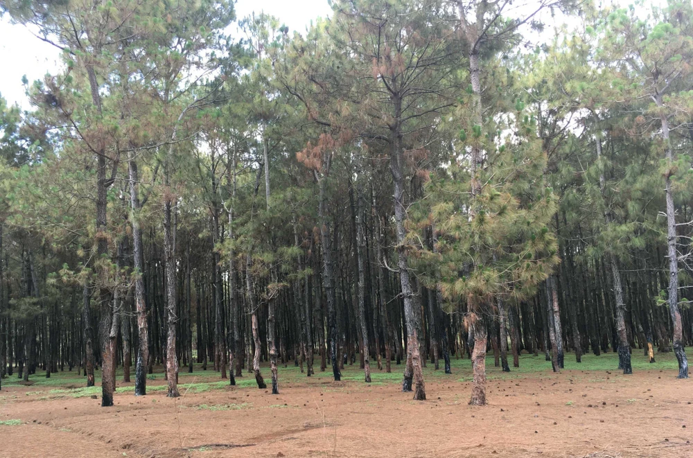 Khu vực rừng thông bị bóc vỏ trái phép tại Gia Lai. (Ảnh: Dư Toán/TTXVN)