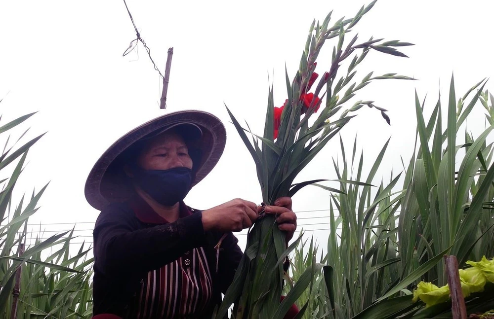 Nông dân Bình Ngọc thu hoạch hoa lay ơn trồng sớm để bán vào dịp 23 tháng Chạp. (Ảnh: Xuân Triệu/TTXVN)