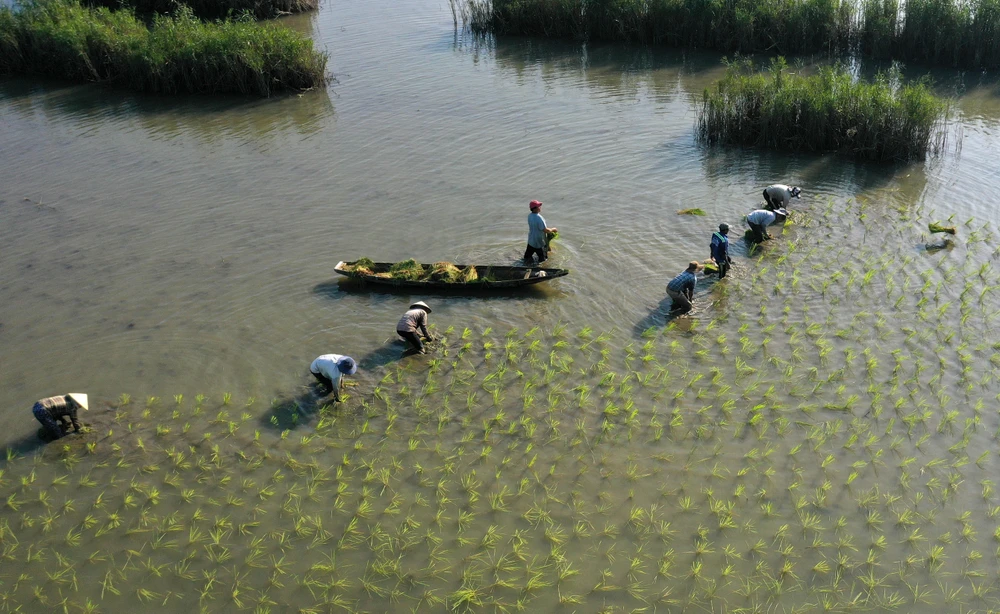 Nông dân tỉnh Thừa Thiên-Huế gieo cấy lúa đông xuân. (Ảnh: Hồ Cầu/TTXVN)