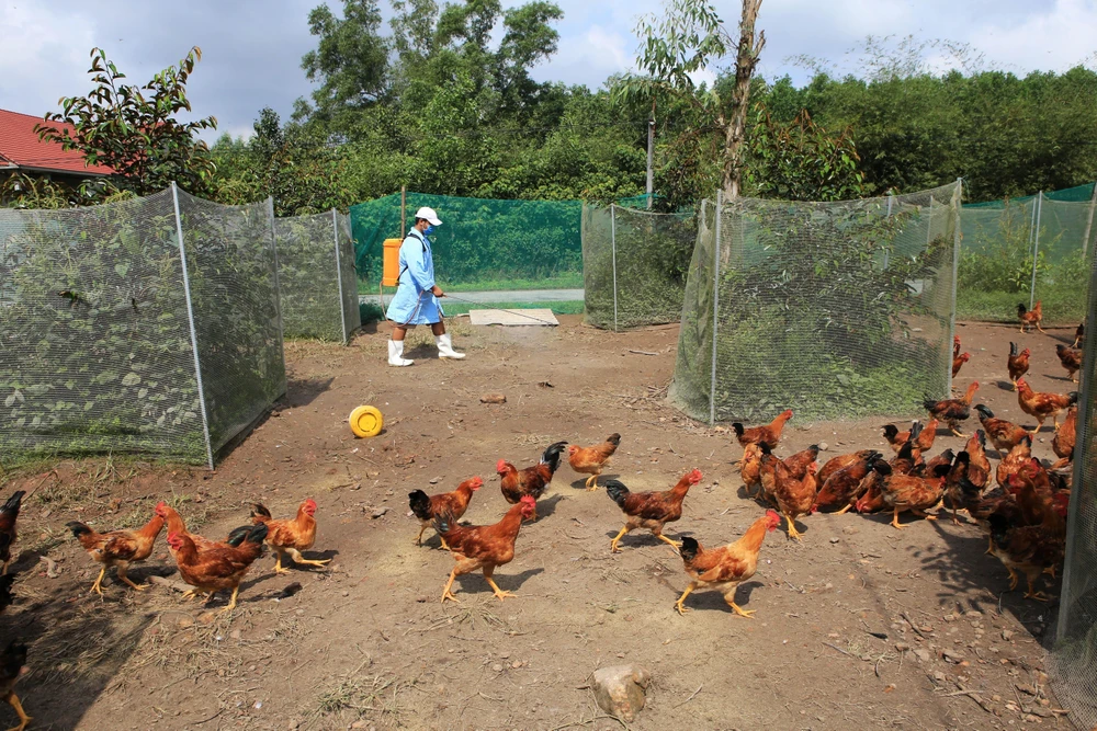 Phun thuốc tiêu độc khử trùng tại một trang trại chăn nuôi gà trên địa bàn thị xã Hương Thủy. (Ảnh: Hồ Cầu/TTXVN)