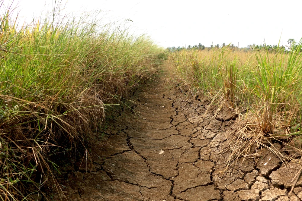 Lúa khô cháy, đất nứt nẻ là tình trạng chung trên nhiều cánh đồng ở huyện Tân Trụ. (Ảnh: Bùi Giang/TTXVN)