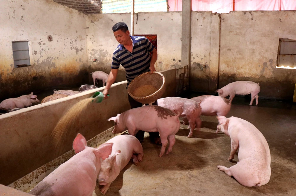 Người chăn nuôi lợn tỉnh Bắc Ninh tái đàn sau bệnh dịch tả lợn châu Phi. (Ảnh: TTXVN)