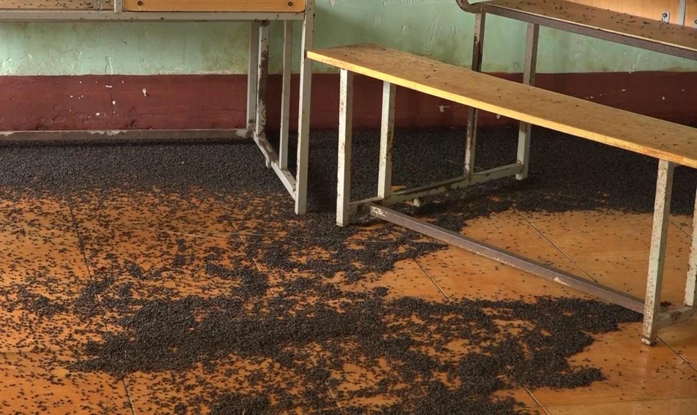 Hàng trăm ngàn con bọ đậu đen bu kín các lớp học tại trường Tiểu học An Phú. (Ảnh: Đậu Tất Thành/TTXVN)