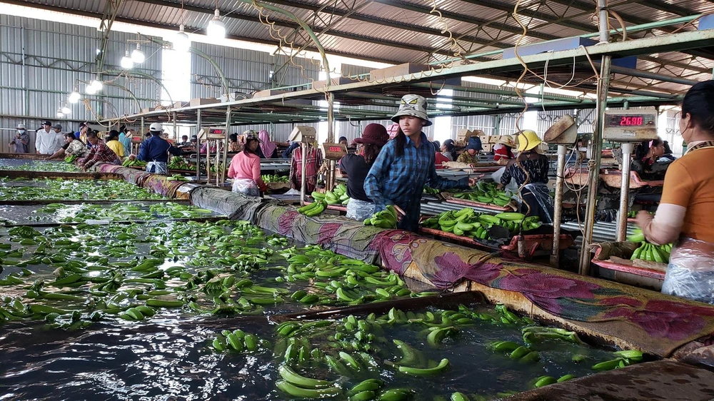Hoạt động sơ chế sản phẩm tại nông trường của Công ty Cổ phần sản xuất chế biến và phân phối nông nghiệp THADI. (Ảnh: Nguyễn Hùng/Vietnam+)