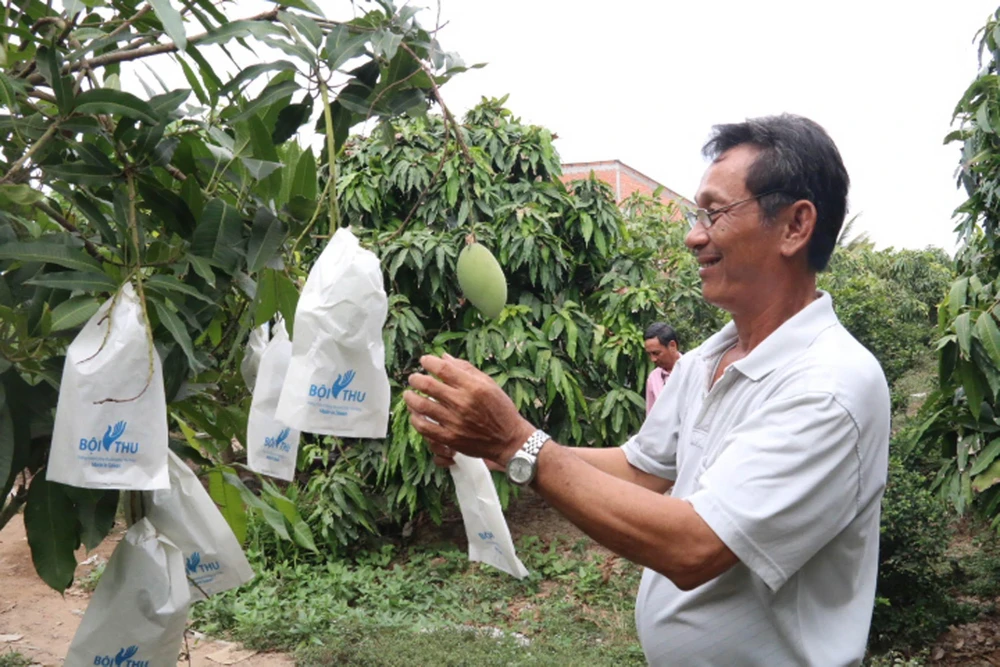 Áp dụng kỹ thuật bao trái xoài cát Hòa Lộc tại vùng chuyên canh huyện Cái Bè. (Ảnh: Minh Trí/TTXVN)