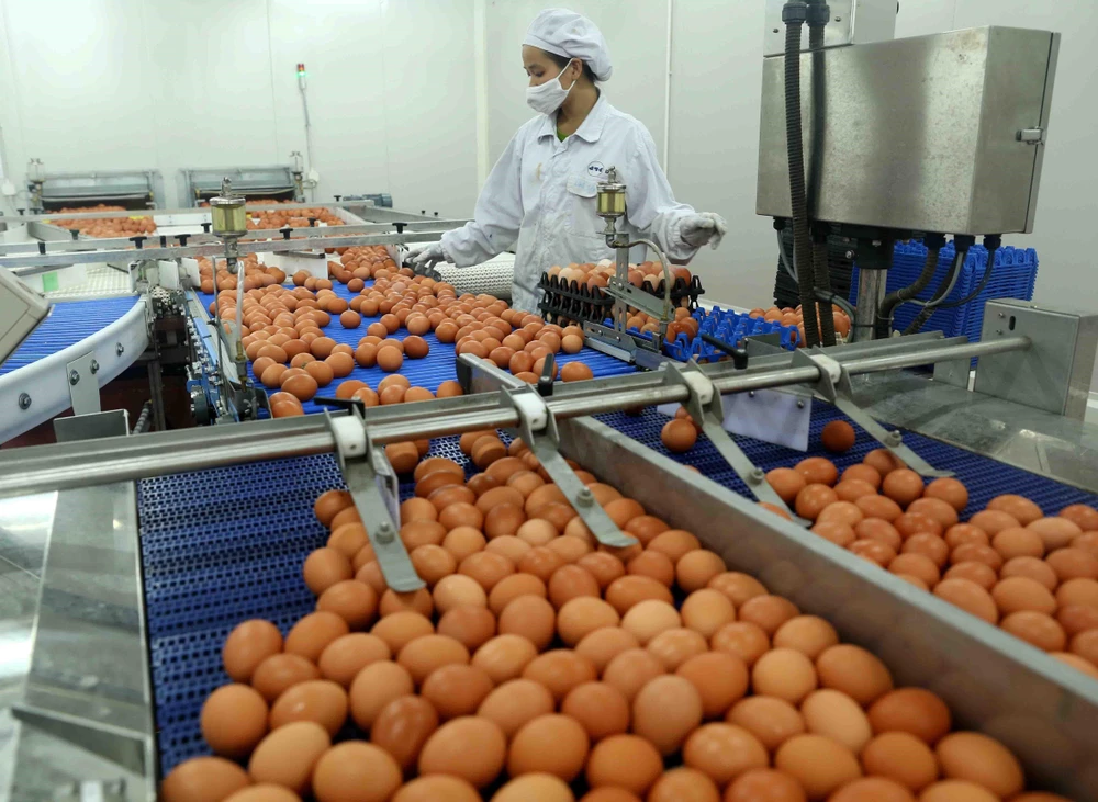 Dây chuyền phân loại sản phẩm trứng gà công nghệ Nhật Bản tại Nhà máy sản xuất trứng gà công nghệ cao ĐTK Phú Thọ. (Ảnh: Vũ Sinh/TTXVN)