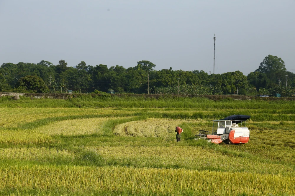 Thu hoạch lúa. (Ảnh: Nam Sương/TTXVN)