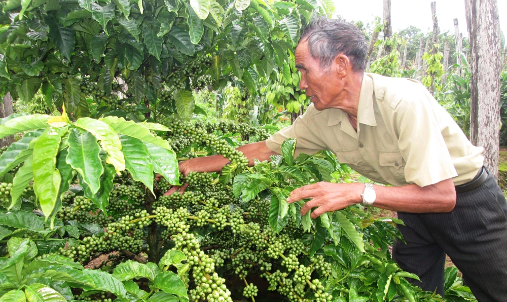 Chăm sóc cây cà phê tại huyện Chư Sê, tỉnh Gia Lai. (Ảnh: Hồng Điệp/TTXVN)