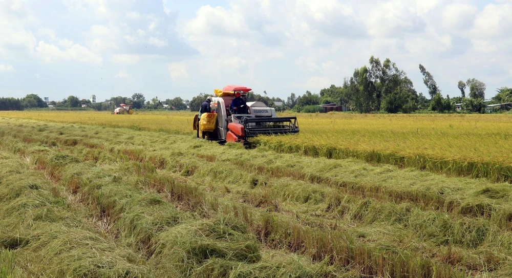 Thu hoạch lúa Hè Thu 2020 sản xuất theo mô hình cánh đồng lớn ở huyện Hòn Đất (Kiên Giang). (Ảnh: Lê Huy Hải/TTXVN)