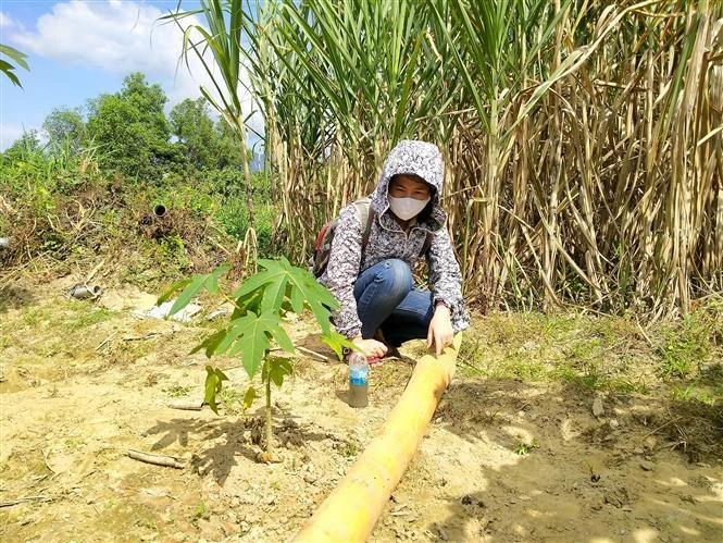 Đường ống dẫn nước thải của Công ty cổ phần Giấy Rạng Đông, đi qua vườn cây ăn quả, hoa màu của người dân (ảnh chụp ngày 28/1/2021). (Ảnh: Minh Châu-TTXVN)