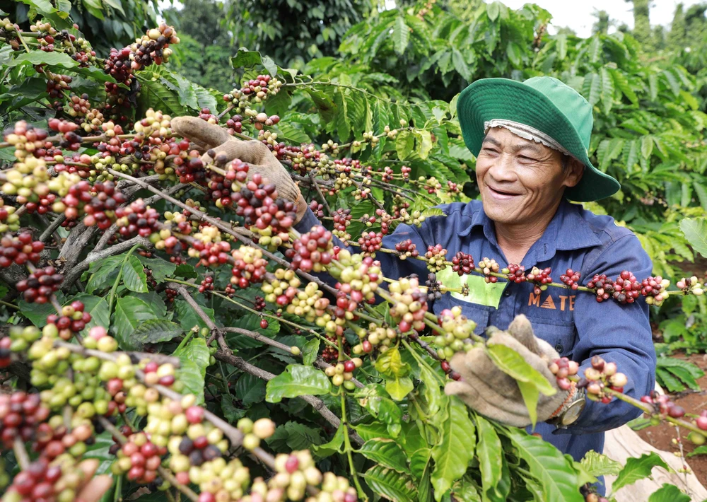 Nông dân xã Ea Kao, thành phố Buôn Mê Thuột thu hoạch cà phê được sản xuất trồng xen canh với cây tiêu theo khuyến cáo của ngành nông nghiệp cho hiệu quả kinh tế cao. (Ảnh: Vũ Sinh/TTXVN)