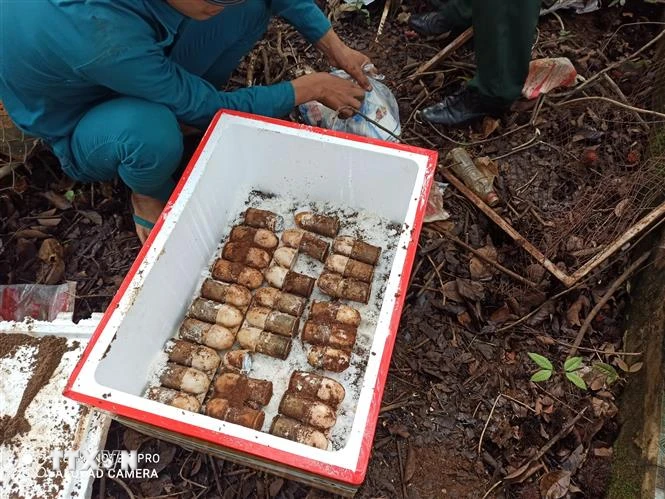 Số đạn được phát hiện trong vườn nhà dân tại Bình Phước. (Ảnh: Đậu Tất Thành/TTXVN)