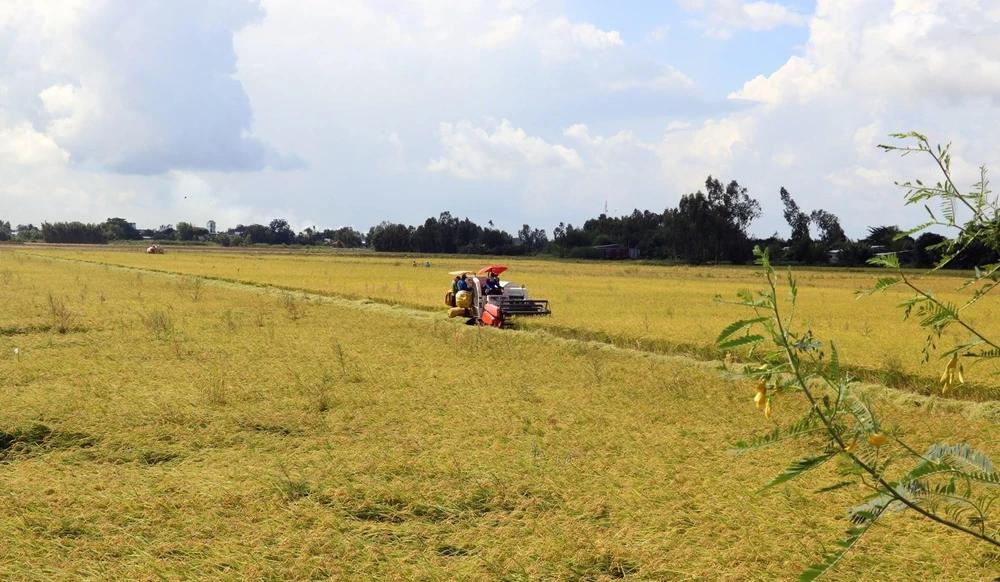 Thu hoạch lúa Hè Thu 2020 ở xã Mỹ Hiệp Sơn, huyện Hòn Đất (Kiên Giang) thuộc vùng dự án VnSAT. (Ảnh: Lê Huy Hải/TTXVN)