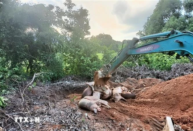 Tiêu hủy lợn nhiễm Dịch tả lợn Châu Phi trên địa bàn xã Suối Tân, huyện Cam Lâm, Khánh Hòa. (Ảnh: TTXVN phát)