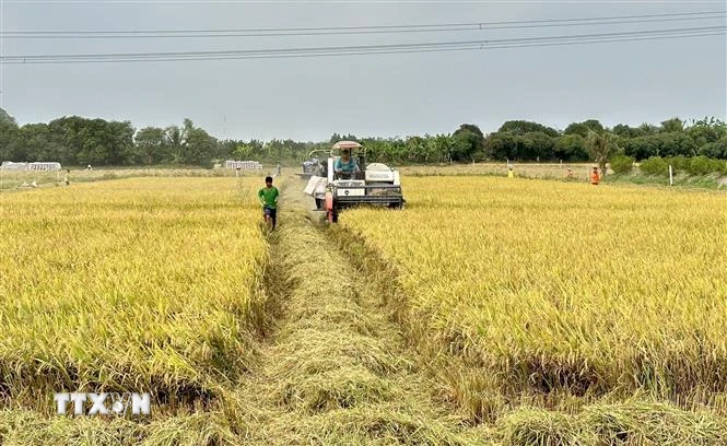 Nông dân An Giang thu hoạch lúa. (Ảnh: Thanh Sang/TTXVN)