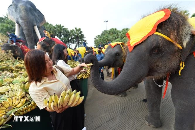 Voi thưởng thức hoa quả trong hoạt động kỷ niệm Ngày Voi quốc gia ở Pattaya, Thái Lan. (Ảnh: THX/TTXVN)