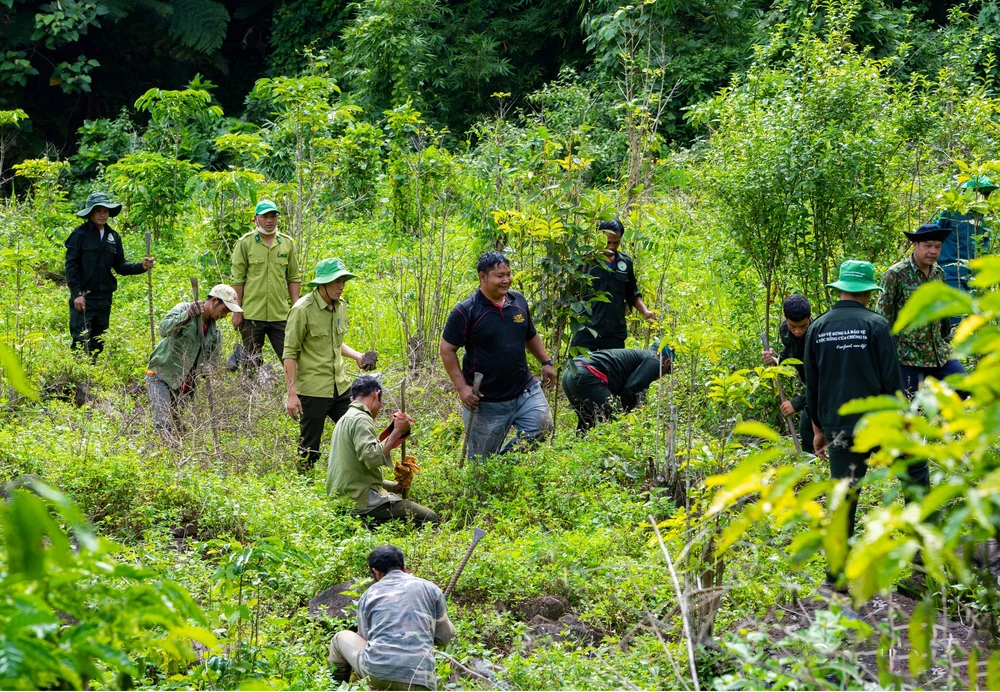 Trồng rừng, khôi phục rừng trên lâm phần được giao cho Ban Quản lý Vườn Quốc gia Tà Đùng. (Ảnh: Hưng Thịnh/Vietnam+)