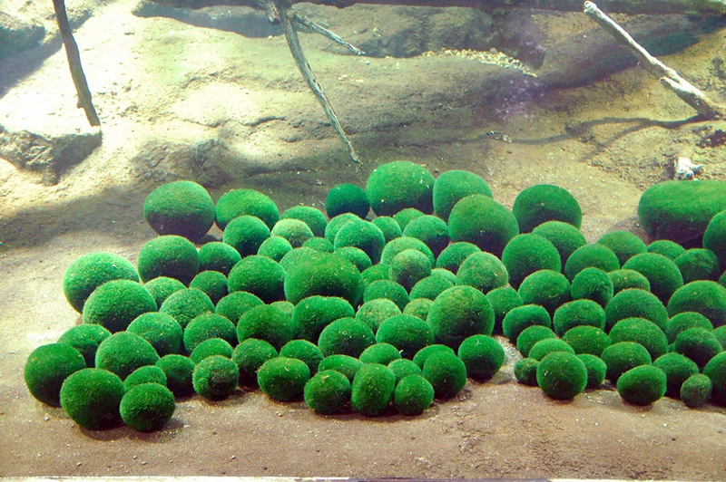 Bóng rêu marimo. (Nguồn: Tofugu)