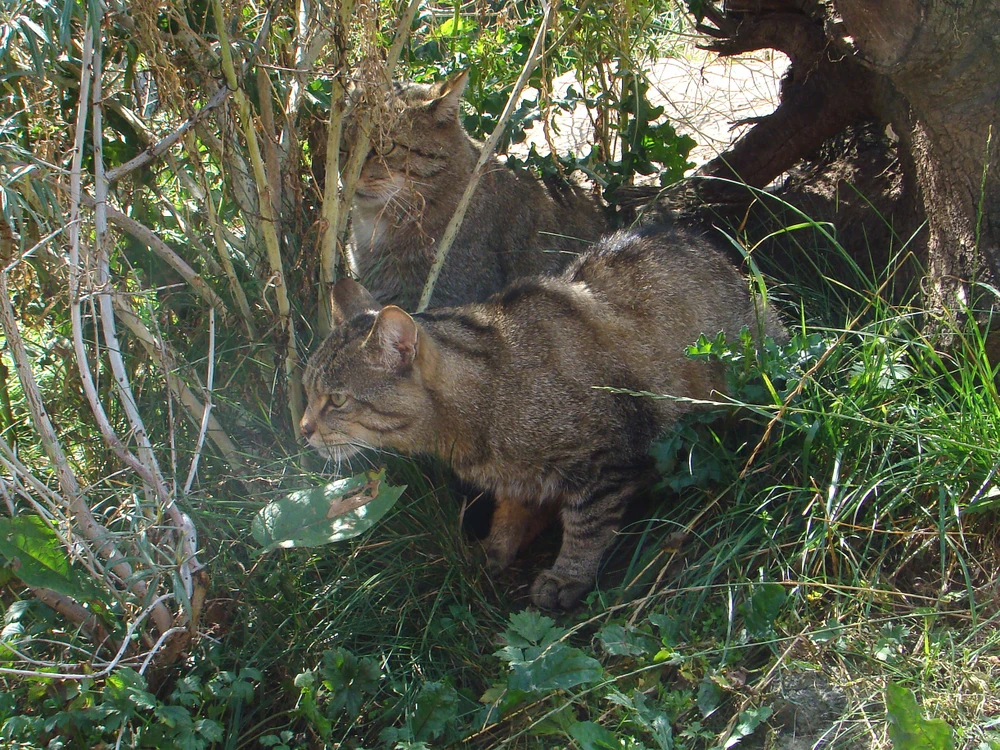Mèo rừng châu Âu. (Nguồn: eol..org)