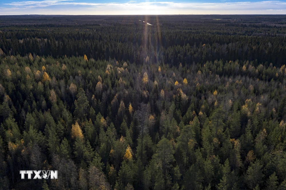 Một cánh rừng ở Lapland, Phần Lan. (Ảnh: AFP/TTXVN)