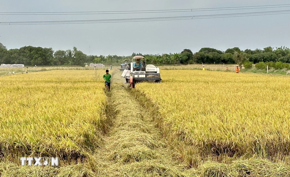 Nông dân An Giang khẩn trương thu hoạch lúa vụ Đông Xuân. (Ảnh: Thanh Sang/TTXVN)