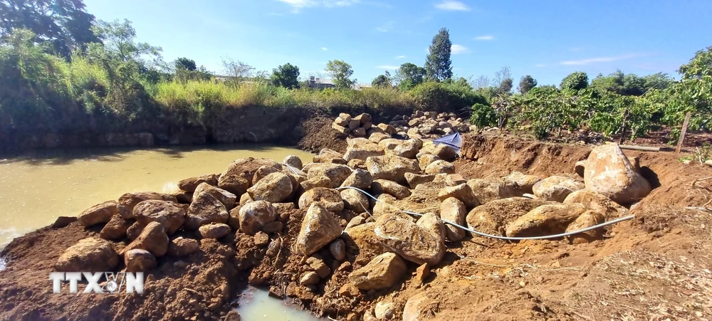 Hàng trăm khối đá lớn nằm la liệt trong khu vực rẫy cà phê của ông Thủy. (Ảnh: Quang Thái/TTXVN)