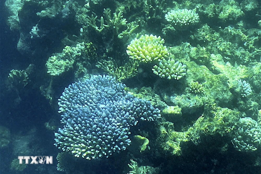 Rạn san hô Great Barrier ở ngoài khơi bang Queensland, Australia bị tẩy trắng trên diện rộng, ngày 7/3/2022. Ảnh: AFP/TTXVN