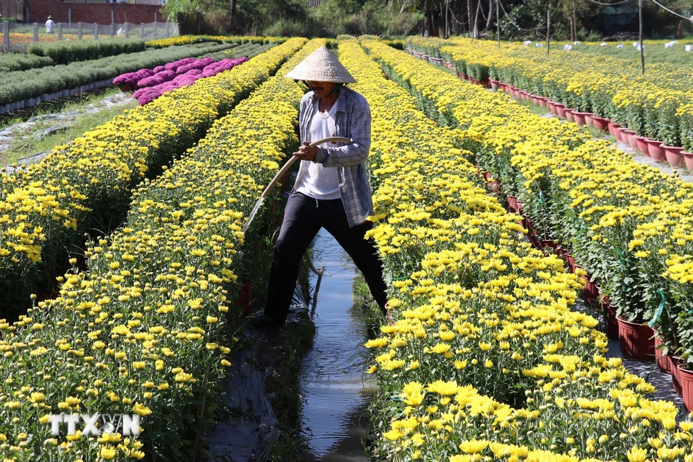 Năm nay thời tiết thuận lợi, hoa sinh trưởng và phát triển tốt, nở đúng Tết, màu sắc đẹp. (Ảnh: Hữu Chí/TTXVN)