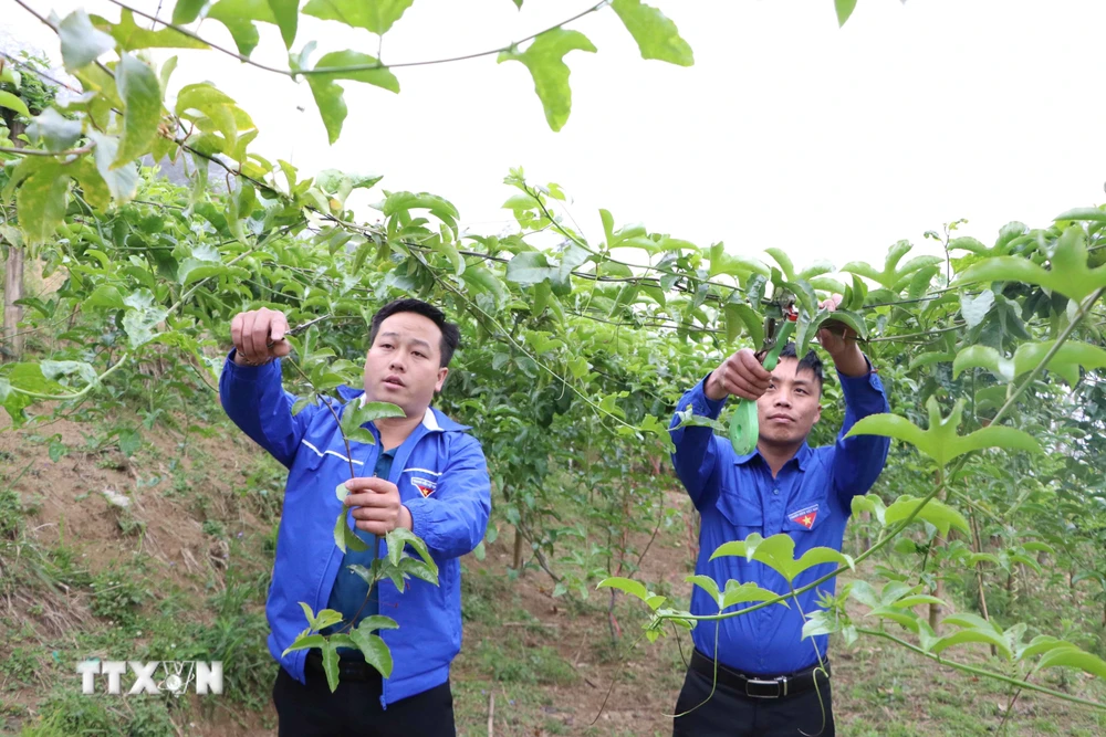 Anh Giàng A Nủ (bên trái) thành công với mô hình trồng chanh leo năm 2023 cho thu nhập gần 150 triệu đồng ở bản Dền Thàng B, xã biên giới Dào San, huyện Phong Thổ, tỉnh Lai Châu. (Ảnh: Nguyễn Oanh/TTXVN)