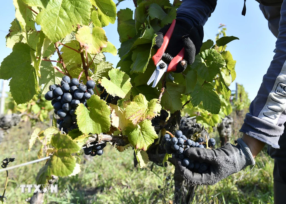 Nông dân thu hoạch nho tại một vườn nho gần Bordeaux, tây nam Pháp ngày 20/9. (Ảnh: AFP/TTXVN)