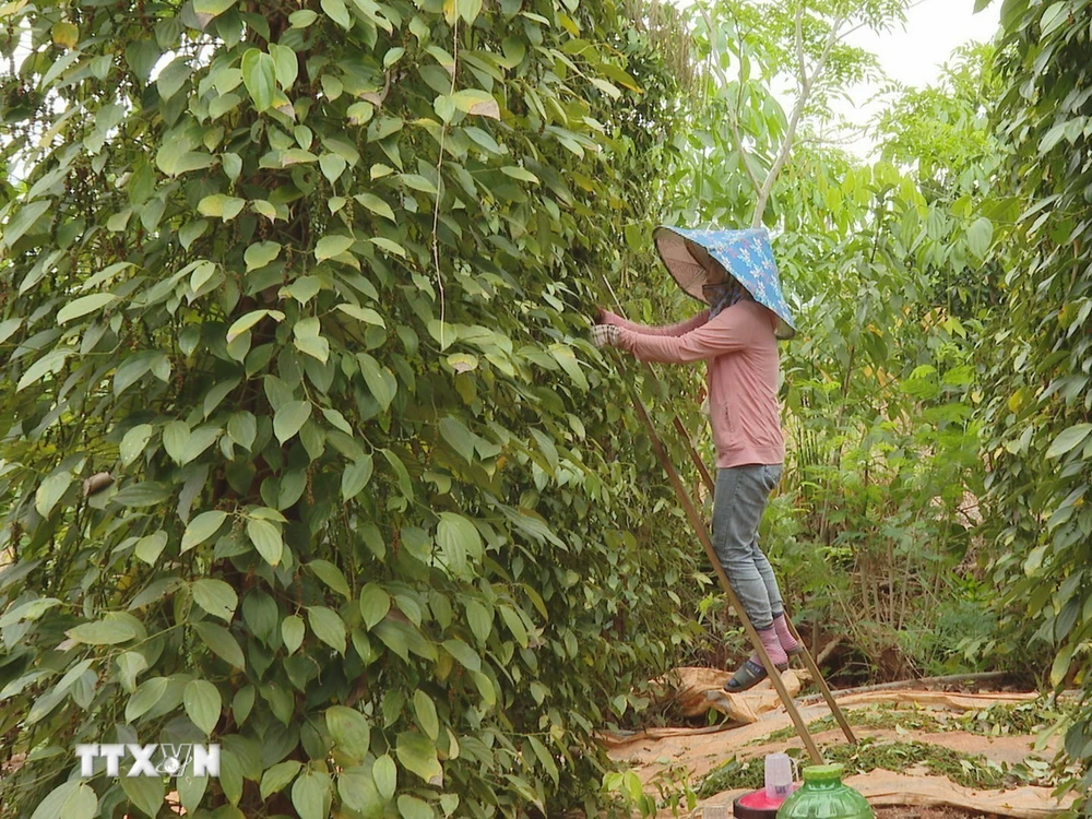 Thu hoạch hồ tiêu tại Bình Phước. (Ảnh: TTXVN phát)