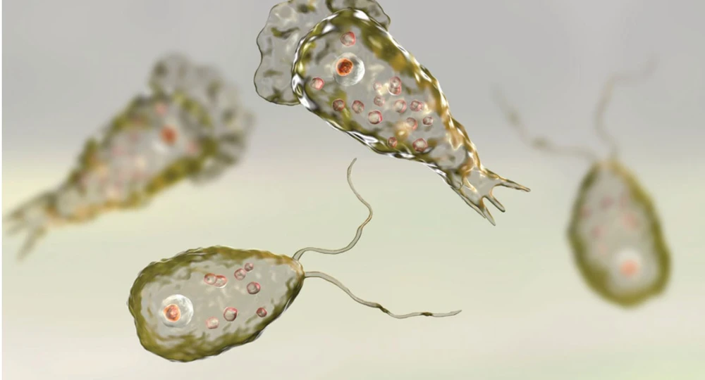 Khuẩn Naegleria fowleri. (Nguồn: vajiramandravi.com)