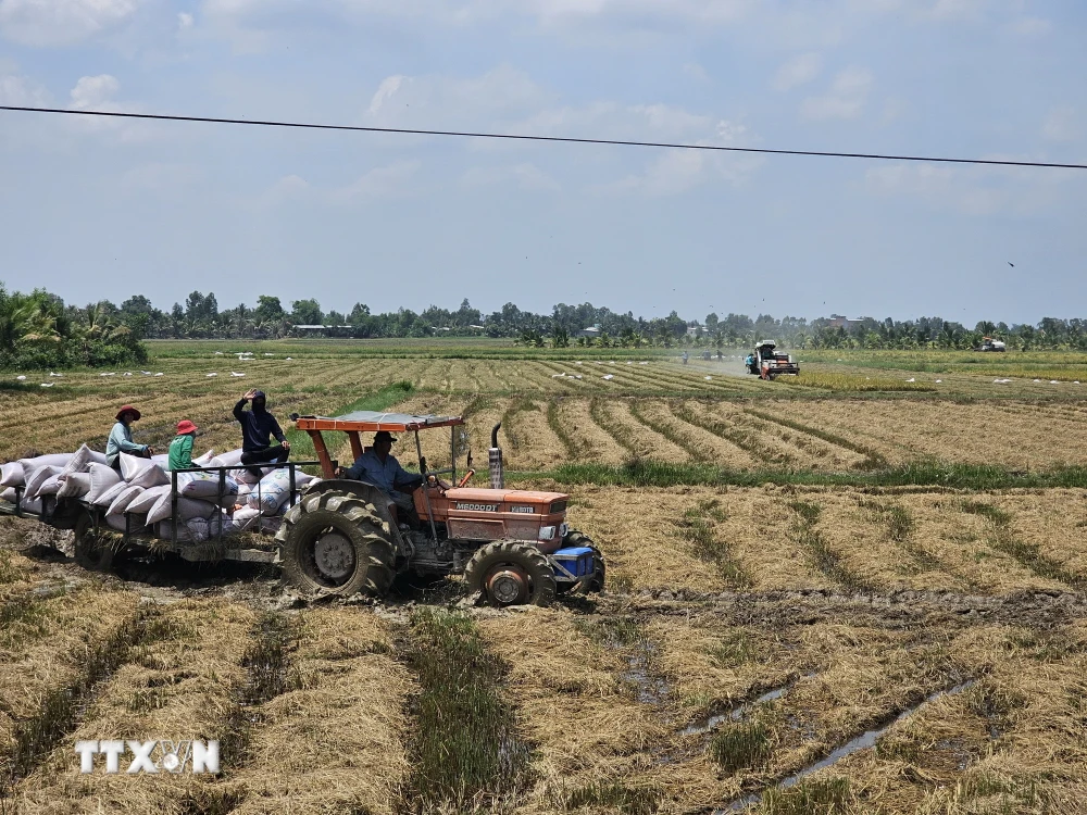 Máy gặt đập liên hợp thu hoạch lúa trên cánh đồng vùng biên Thạnh Trị (thị xã Kiến Tường). (Ảnh: Đức Hạnh/TTXVN)