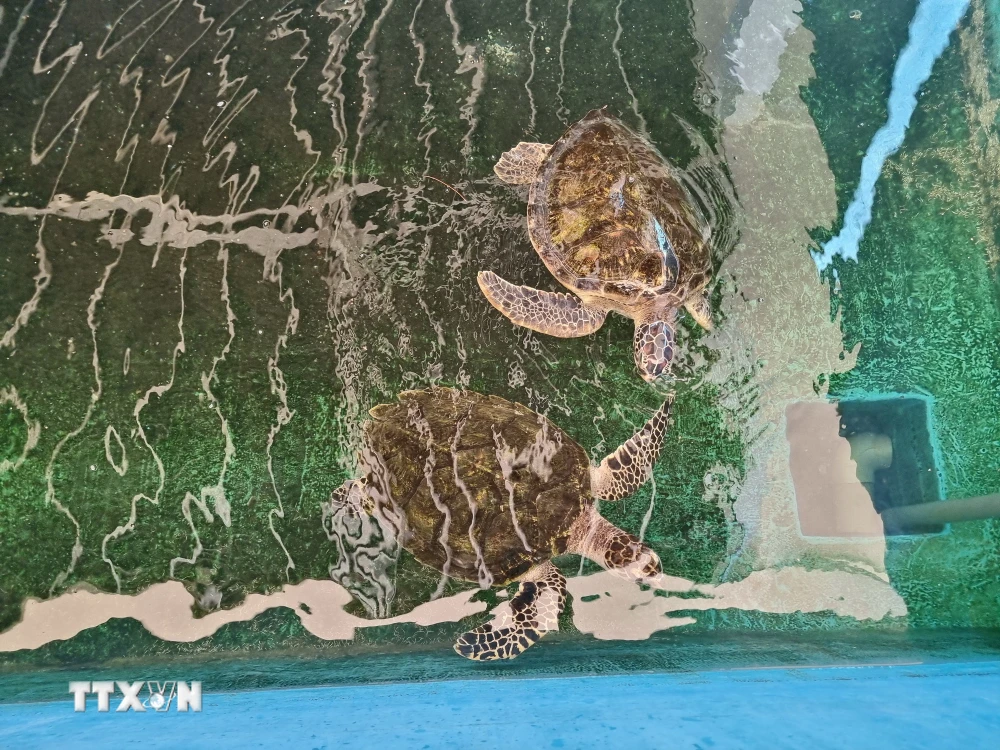 Khu vực cứu hộ rùa biển ở Vườn quốc gia Núi Chúa (huyện Ninh Hải, tỉnh Ninh Thuận). (Ảnh: TTXVN phát)