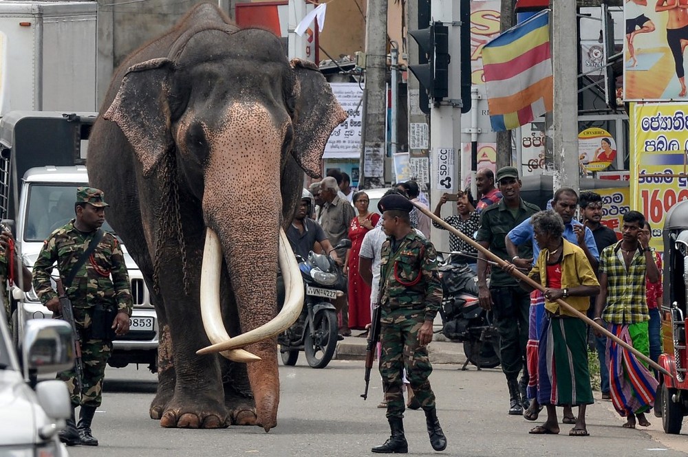 Một con voi tại Sri Lanka. (Nguồn: The Jakarta Post)