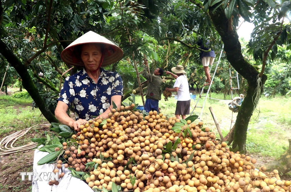 Người dân xã Hồng Nam, thành phố Hưng Yên thu hoạch nhãn. (Ảnh: Đinh Văn Nhiều/TTXVN)