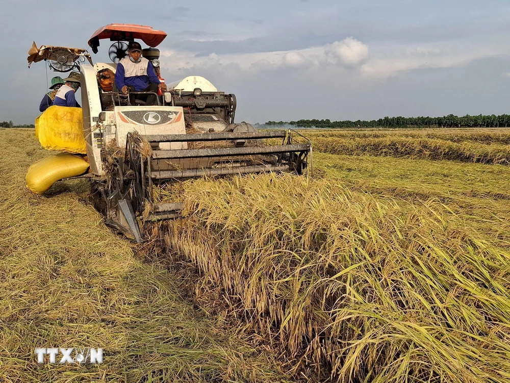 Thu hoạch lúa OM 18 tại đồng ruộng xã Tân Mỹ, huyện Thanh Bình (Đồng Tháp). (Ảnh: Nguyễn Văn Trí/TTXVN)