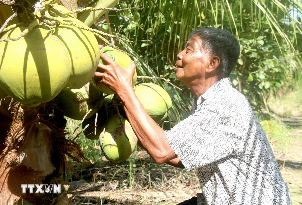 Ông Thạch Chanh, xã Hoà Tân (Cầu Kè, Trà Vinh) thu hoạch dừa sáp. (Ảnh: Thanh Hòa/TTXVN)