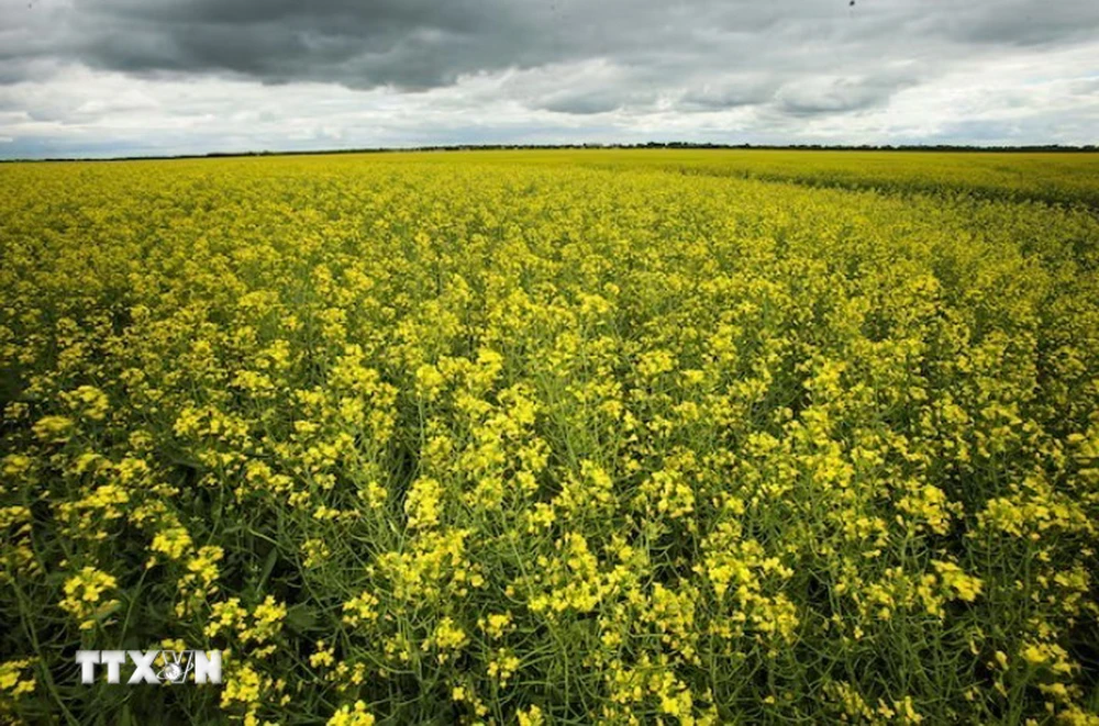 Hoa cải dầu nở rộ trên cánh đồng ở La Salle, tỉnh Manitoba, Canada. (Ảnh: Reuters/TTXVN)